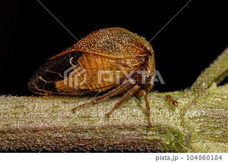 Adult Buffalo Treehopper Adult Buffalo Treehopper 104860184
