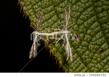 Adult Plume Moths 104860192