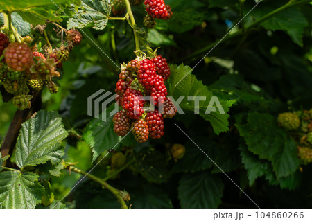 ブラックベリー ブラックベリー 104860266