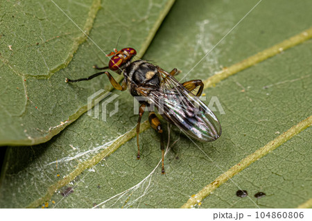 Adult Acalyptrate Fly 104860806