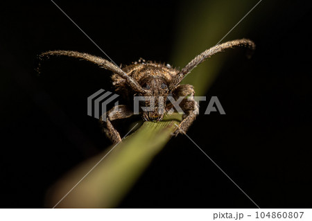 Adult Longhorn Beetle Adult Longhorn Beetle 104860807