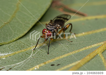 Adult Acalyptrate Fly 104860809