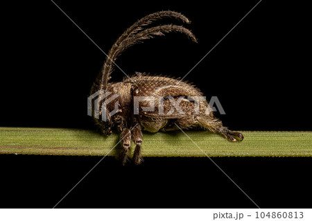 Adult Longhorn Beetle Adult Longhorn Beetle 104860813