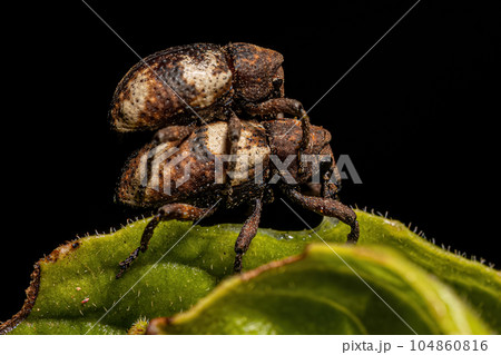 Adult True Weevil 104860816
