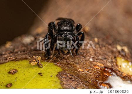 Adult Stingless Bee 104860826