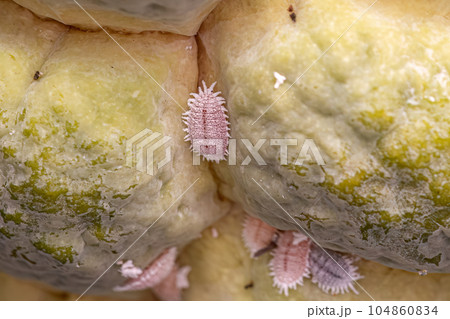 White Scale Insect White Scale Insect 104860834
