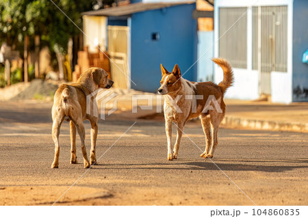 dog abandoned on the street dog abandoned on the street 104860835