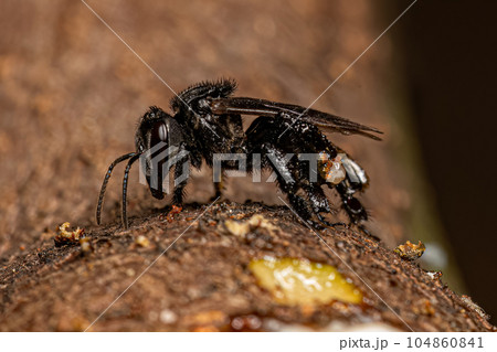 Adult Stingless Bee Adult Stingless Bee 104860841