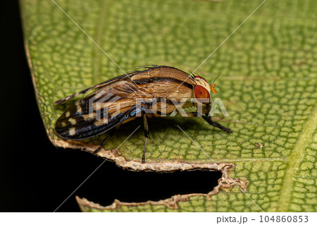 Adult Lauxaniid Fly 104860853