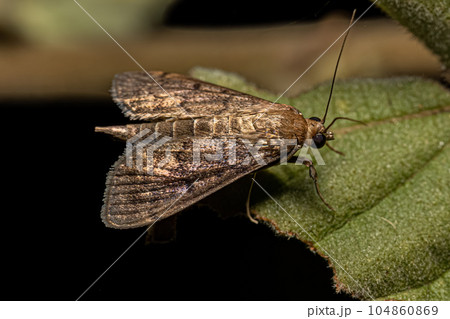 Adult Pearl Moth 104860869