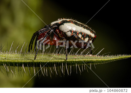 Adult Typical Orbweaver Spider 104860872