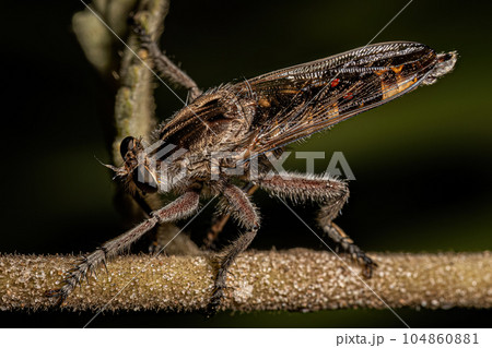 Adult Robber Fly 104860881