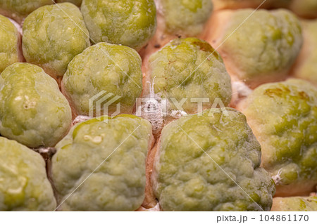 White Scale Insect White Scale Insect 104861170
