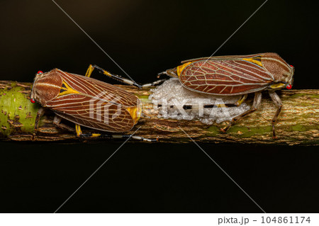 Adult Aetalionid Treehopper 104861174
