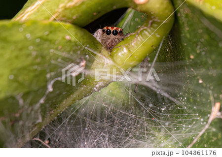 Small Jumping Spider 104861176