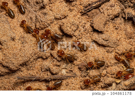 Adult Jawsnouted Termites 104861178
