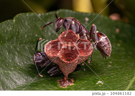 Adult Long-waisted Paper Wasp 104861182