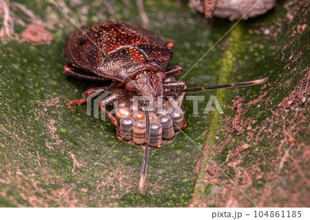 Stink bug protecting eggs 104861185