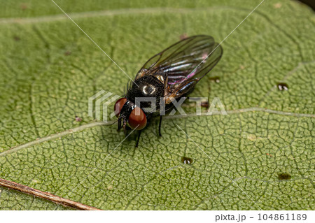 Adult Lance Fly 104861189