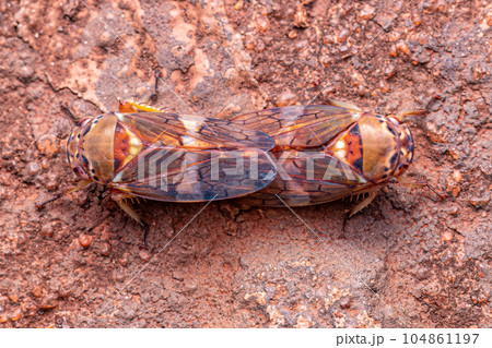 Adult Typical Leafhopper Adult Typical Leafhopper 104861197