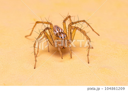 Female Striped Lynx Spider 104861209