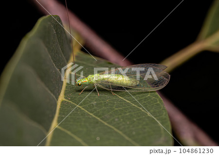 Adult Typical Green Lacewing 104861230