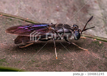 Black Soldier Fly 104861245
