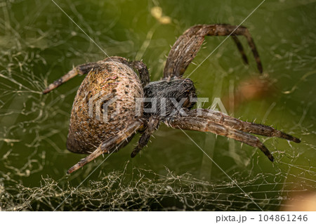 Small Orbweaver Spider 104861246