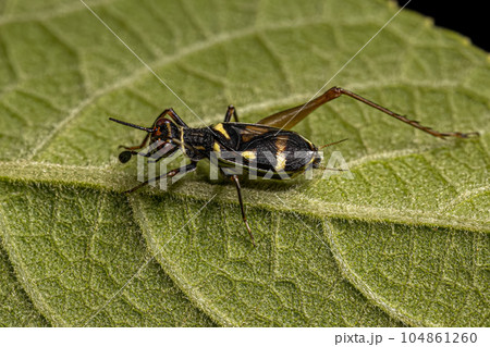 Small True Cricket Small True Cricket 104861260