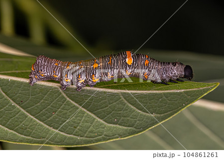 small Butterfly larva small Butterfly larva 104861261