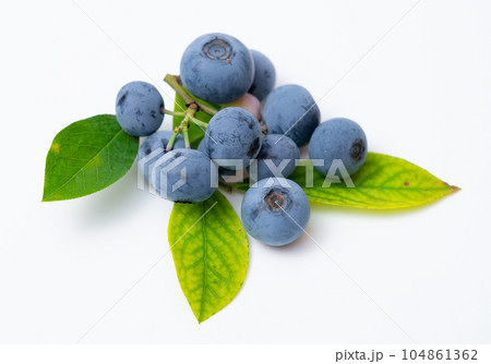 ブルーベリーの実と葉っぱ ブルーベリーの実と葉っぱ 104861362