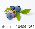 ブルーベリーの実と葉っぱ 104861364
