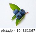 ブルーベリーの実と葉っぱ 104861367
