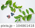 ブルーベリーの実と葉っぱ 104861418