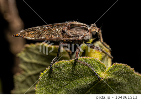 Adult Robber Fly 104861513