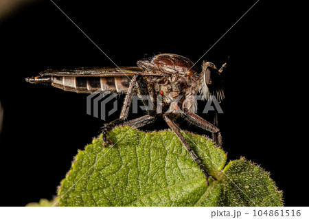 Adult Robber Fly Adult Robber Fly 104861516