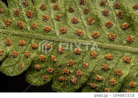 Sporangia on the leaves of a fern 104861518