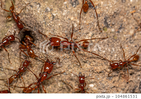 Adult Female Neivamyrmex Army Ants 104861531