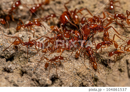 Adult Female Neivamyrmex Army Ants Adult Female Neivamyrmex Army Ants 104861537