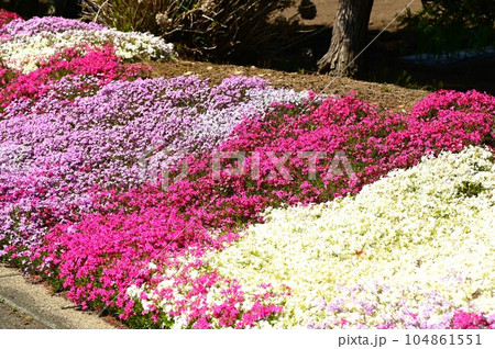 満開のシバザクラ 104861551