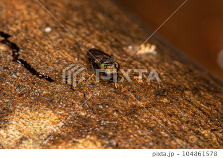Adult Acalyptrate Fly Adult Acalyptrate Fly 104861578