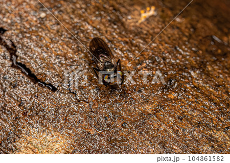 Adult Acalyptrate Fly 104861582