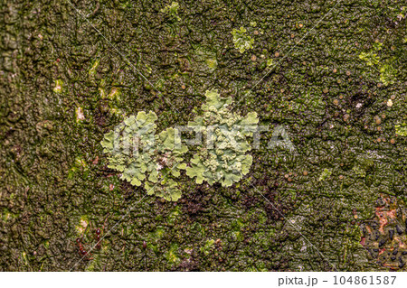 Small Shield Lichen Small Shield Lichen 104861587