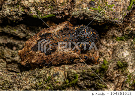 Adult True Weevil 104861612