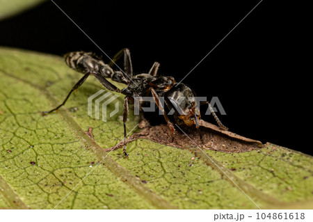 Adult Female Twig Ant Adult Female Twig Ant 104861618