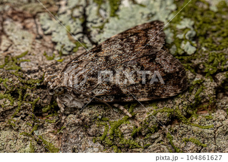 Adult Moth Insect Adult Moth Insect 104861627