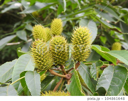 ノグルミの実 104861648