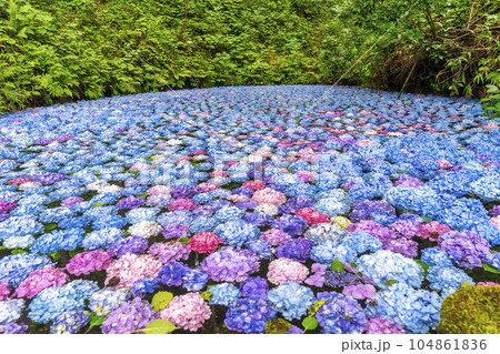 みちのくあじさい園のあじさい池　岩手県一関市 104861836