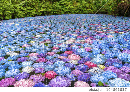 みちのくあじさい園のあじさい池　岩手県一関市 104861837