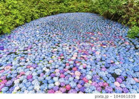 みちのくあじさい園のあじさい池　岩手県一関市 104861839